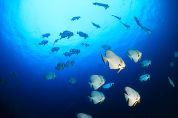 Fototapeta na wymiar A school of large Batfish on a tropical coral reef