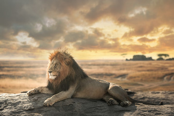 De grote leeuw van het natuurpark Serengeti blijft bovenaanzicht