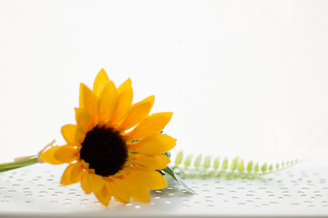 【植物】ヒマワリ