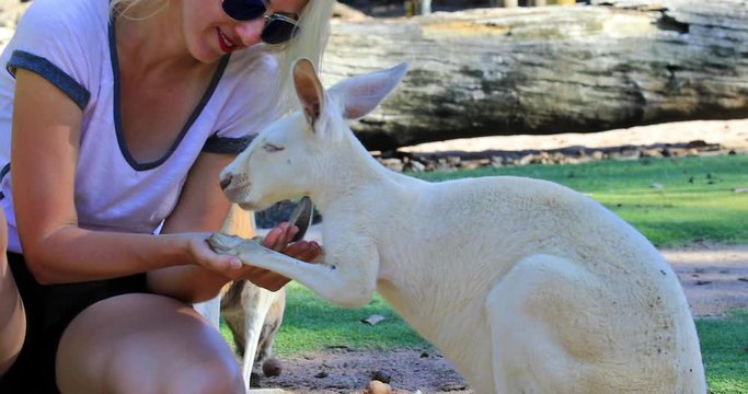 Female tourist interacting with kangaroo during an encounter with australian wildlife. Blonde caucasian woman kissing adult Kangaroo at Park in Whiteman, near Perth, Western Australia.