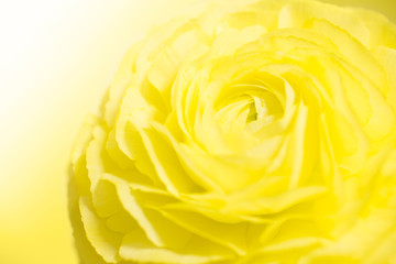 黄色い花のアップ