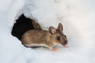 Wood mouse