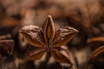 anise start seasoning aromatic asian spice