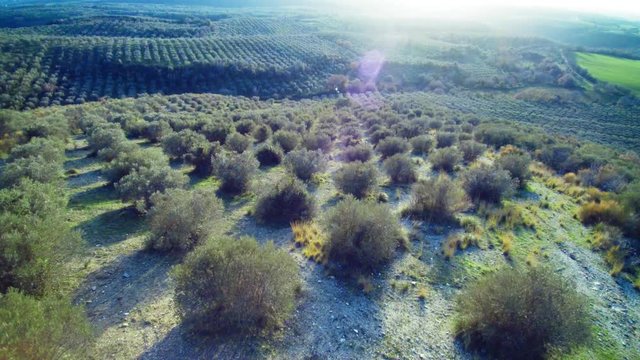 Aerial View of olive trees in Italy