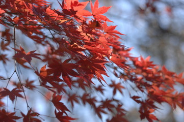 風に揺れる紅葉