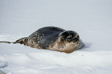 Baby seal chilling in the snow