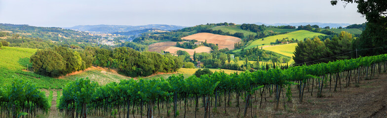 Panorama of summer vineyards in Italy, Tuscany
