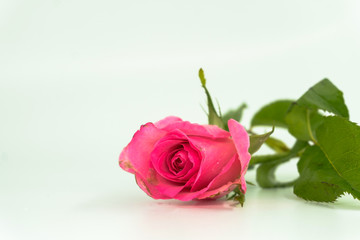 Bouquet of roses on white background.