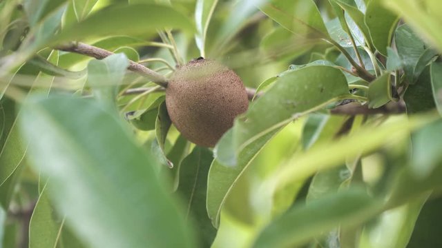 Kiwi fruit on a tree branch in tropical garden. Ripe fruits of kiwi plant organic cultivation.