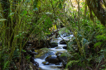 Creek in jungle