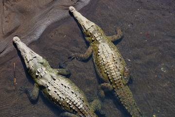 Crocodile