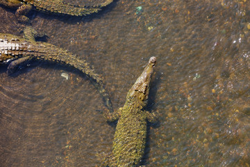 Crocodile