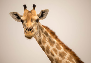 Giraffen (Giraffa)