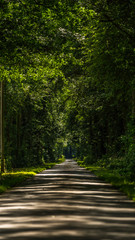 Fototapeta premium Lichtspiele einer Waldstraße