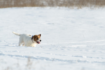 A small white Jack Russell Terrier dog is playing around in a meadow where there is a lot of snow in the winter.