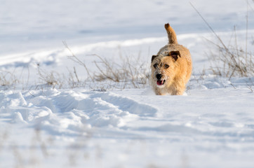A small white Jack Russell Terrier dog is playing around in a meadow where there is a lot of snow in the winter.