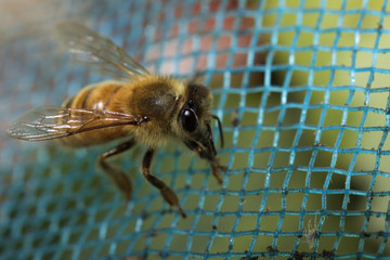 Image of bee on the net. Insect. Animals.