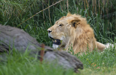 portrait of a young lion resting in the bush