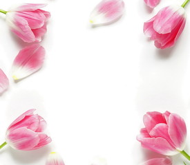 Flower frame arrangement of pink tulips and petals on a white background.Holiday concept. Copy space