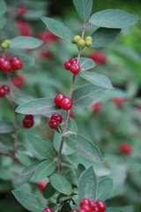 キンギンボクの実