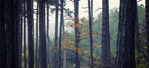 magic dream forest background 