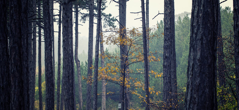magic dream forest background © babaroga