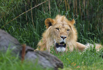 portrait of a young lion resting in the bush