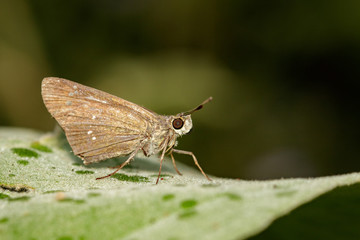 Image of bevan's swift butterfly (Borbo bevani Moore ,1878) on nature background. Insect Animal
