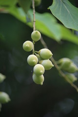 ハクウンボクの実