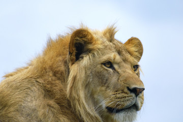 Fototapeta na wymiar close up portrait of a young lion 