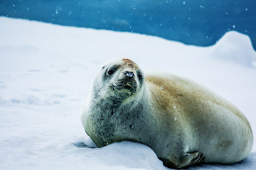 Seal mammal close 3