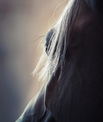 Eye of a gray Arabian horse closeup on dark background isolated