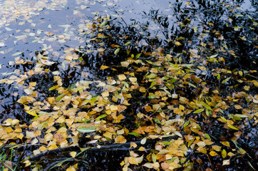 autumn leaves in water