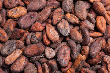 Raw cocoa beans background