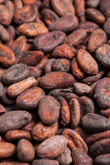 Close up perspective cocoa beans