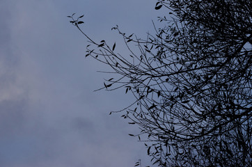 tree branches against the sky