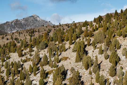 Juniperus thurifera. Sabinas albares, enebros de incienso en la montaña.
