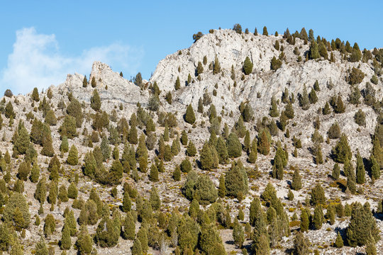 Sabinas albares, enebros de incienso en la montaña. Juniperus thurifera.
