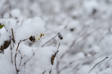 branch with white berries in the snow