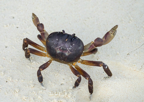 Crab with raised claws ready to attack