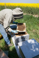 Apiculture - visite de printemps du rucher d'un apiculteur