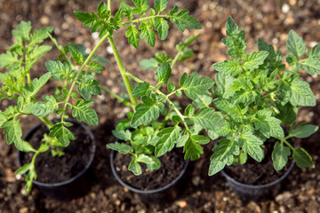 Drei Tomatenpflanzen im Topf stehen im Garten, Bereit für die Anzucht