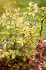 Blaubeerstrauch oder Heidelbeerstrauch im Garten, Blüten und Blätter