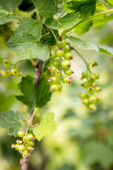 Johannisbeeren am Strauch, Wachstum und Blüte von einem Johannisbeerstrauch