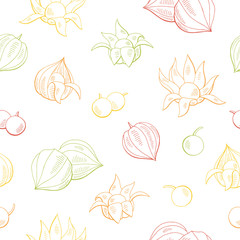 Physalis fruit graphic color seamless pattern sketch illustration vector