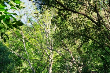 sunbeams in the forest