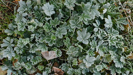 The green and slightly dry leaves are covered with a layer of froth. Grass in the frost.