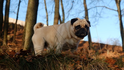 Little dog is a pug Konfuciy, looking out for grass.