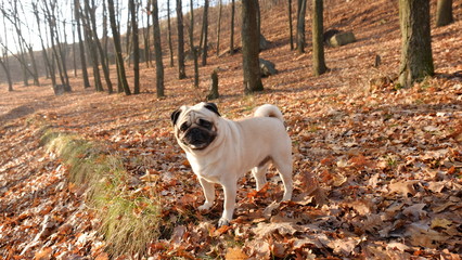 Little dog pug Confucius on the background of dry leaves in the backlight of the sun.