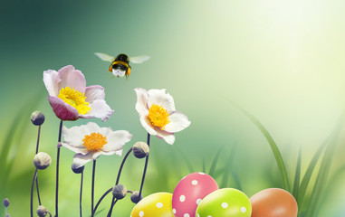 Beautiful spring background for easter congratulation with copy space. Flowers Japanese anemones, colorful Easter eggs and flying bumblebee on nature in the grass in fresh morning close-up macro.